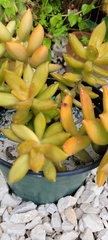 Pachyphytum
