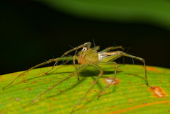 Hong Kong Spiders · iNaturalist