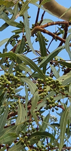 Image of Corymbia dallachiana by no rights reserved