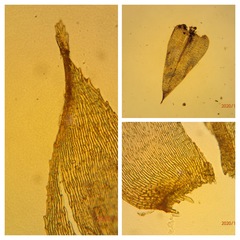 Oxyrrhynchium schleicheri