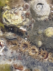 Anemonia sargassensis