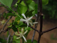 Tarenna grevei