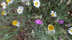 Spergularia purpurea