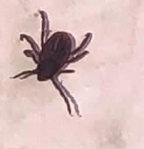 Rhipicephalus sanguineus