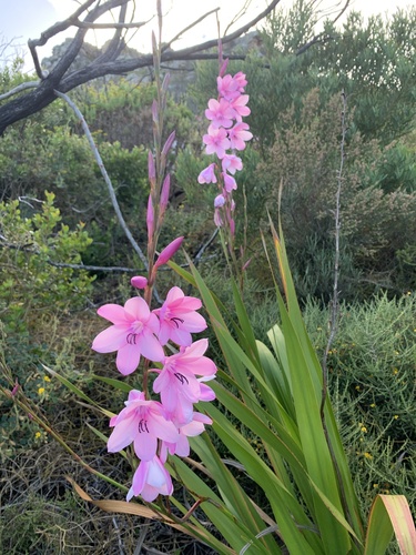 Watsonia borbonica