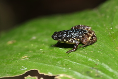 Chaperina fusca