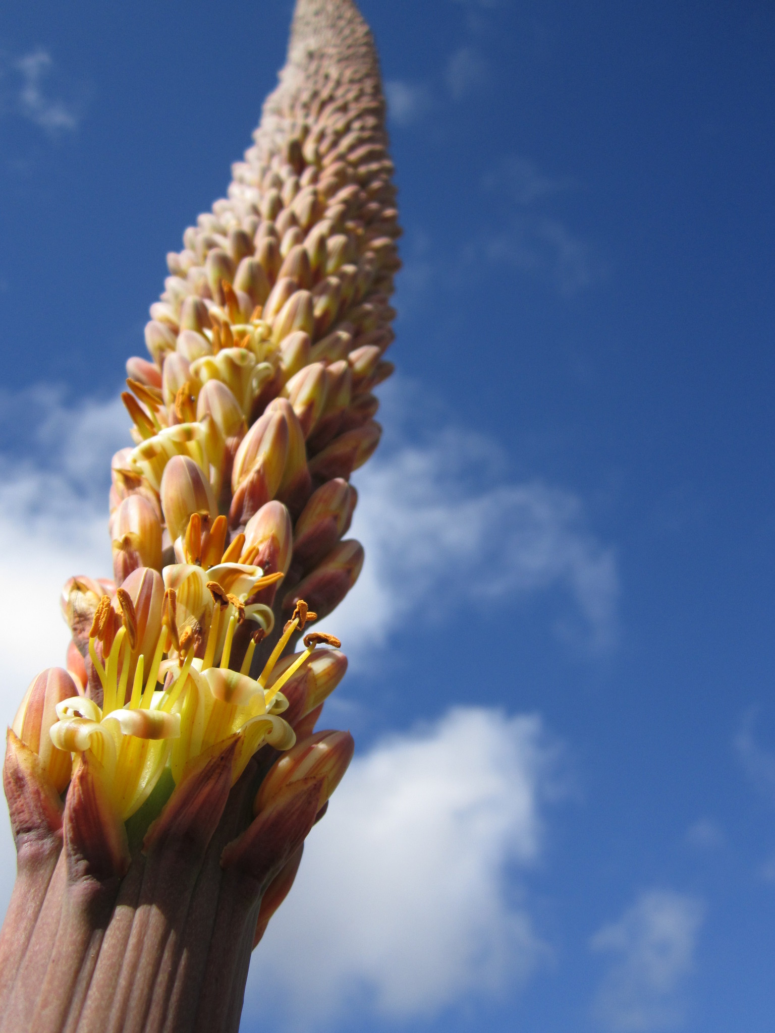 Aloe macroclada  iNaturalist