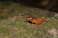 Nyctixalus pictus