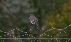 Motacilla alba