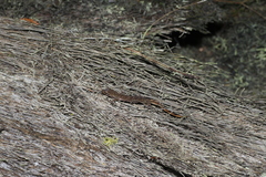 Hemiphyllodactylus titiwangsaensis