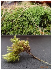 Oxyrrhynchium schleicheri