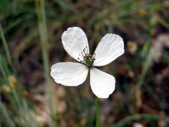 Papaver albiflorum