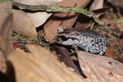 Leptobrachium smithi