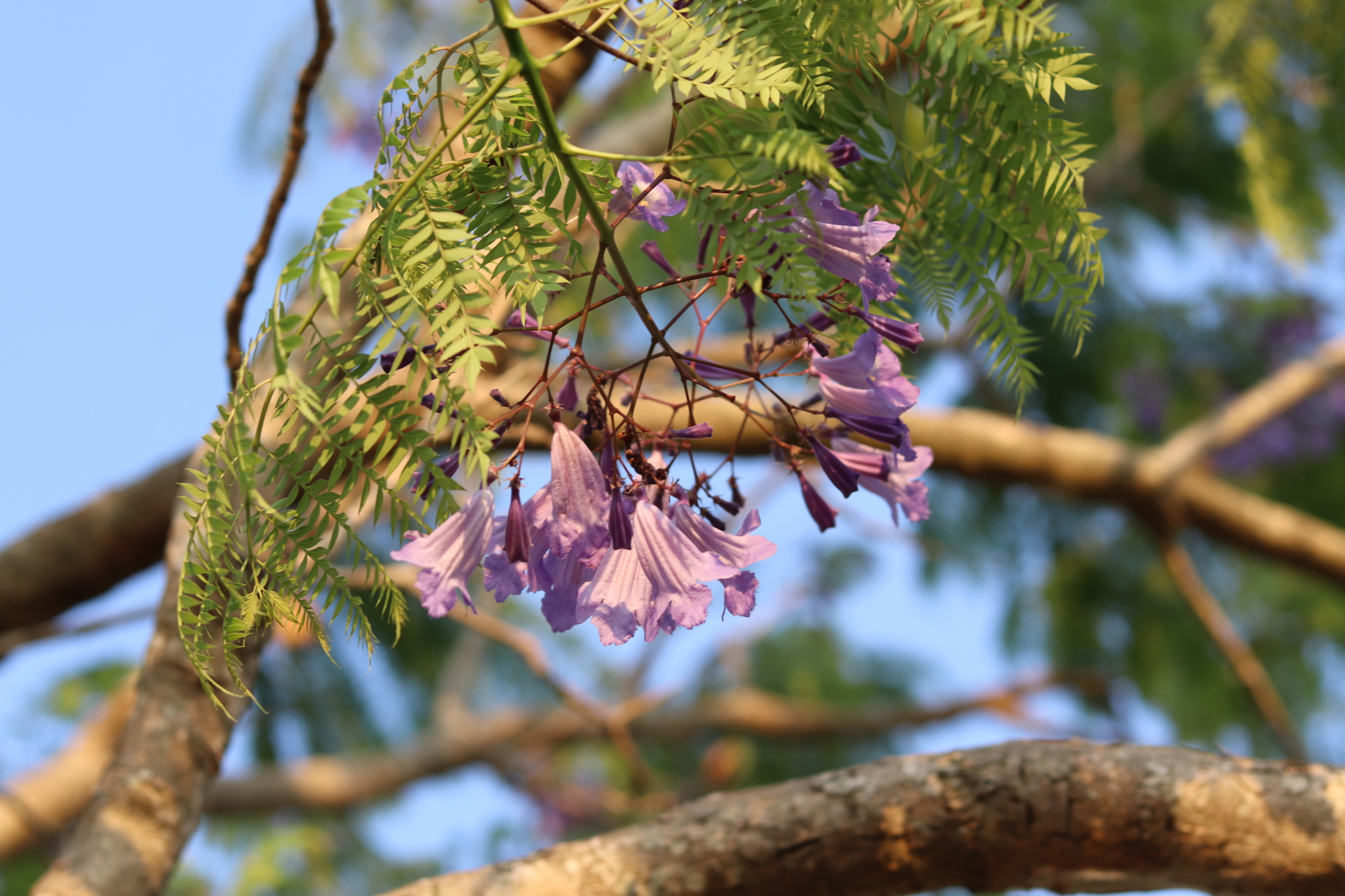 Imagem de Caroba-roxa