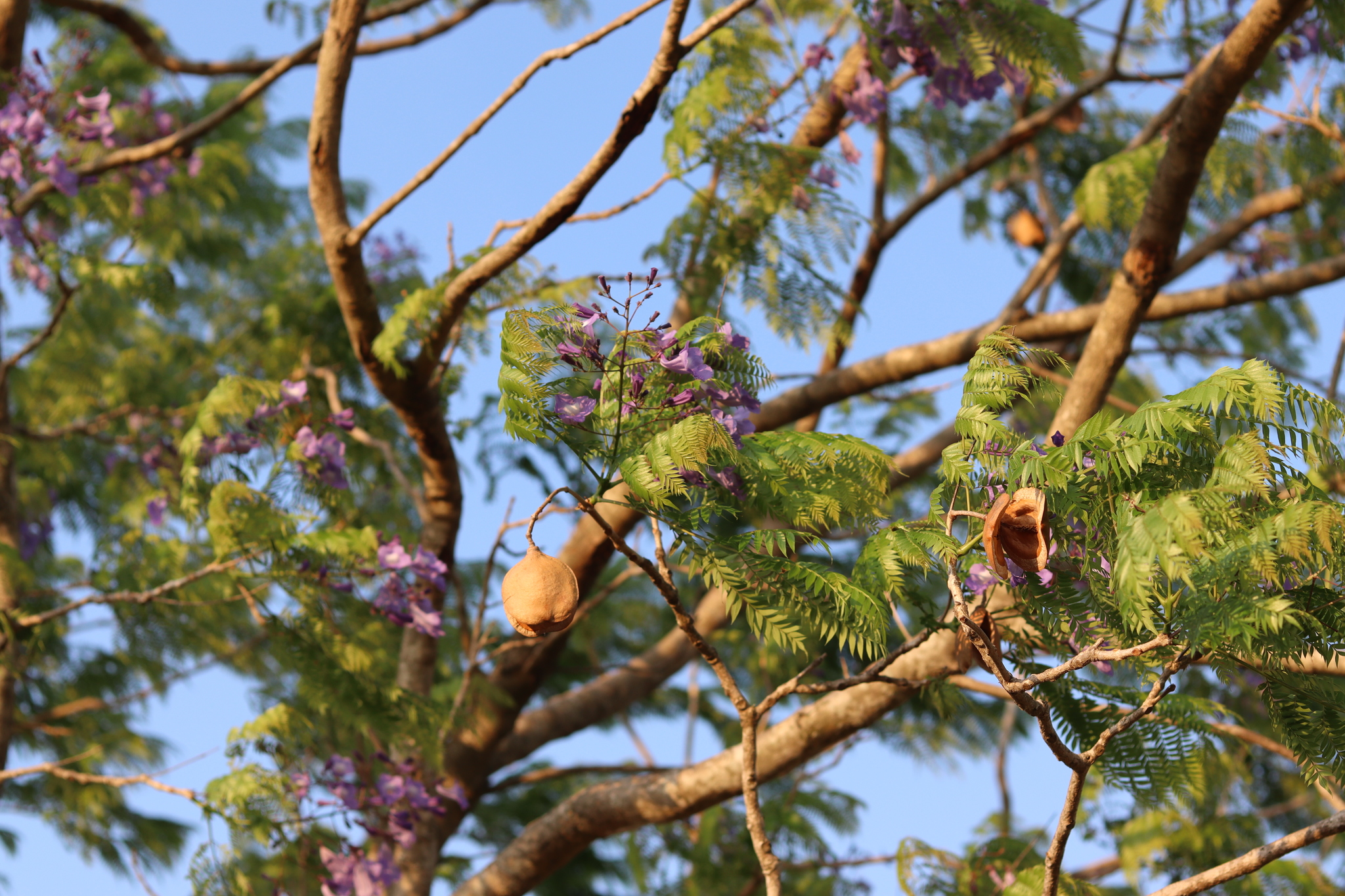 Imagem de Caroba-roxa