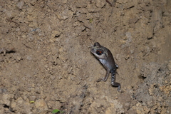 Leptobrachium hendricksoni