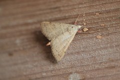 Hemeroplanis rectalis