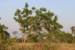 Jacaranda cuspidifolia