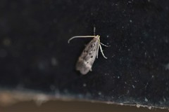 Neodactylota liguritrix