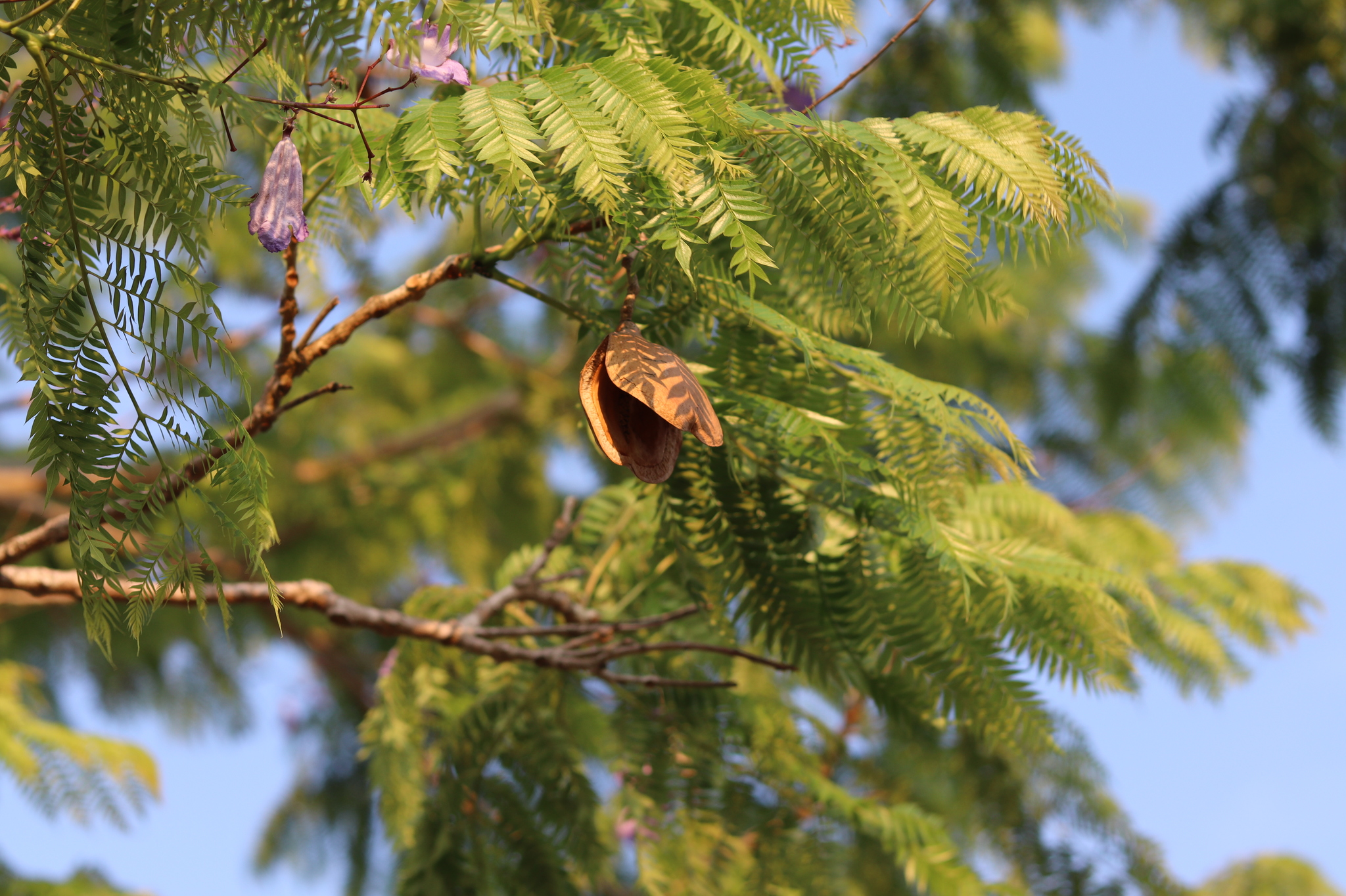Imagem de Caroba-roxa