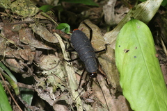 Archiblatta beccarii