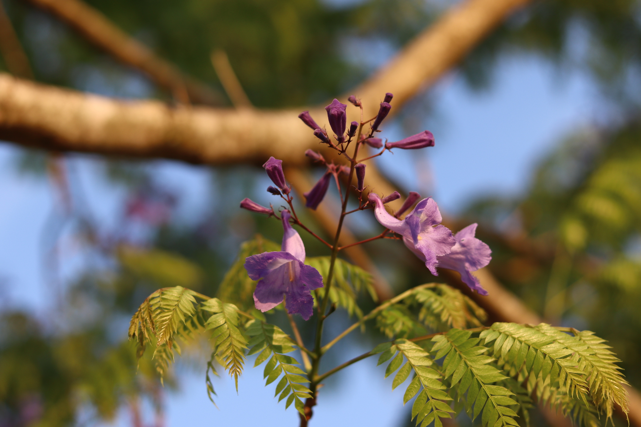 Imagem de Caroba-roxa
