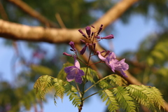 Jacaranda cuspidifolia