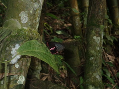Parides neophilus