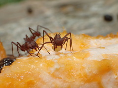 Acromyrmex octospinosus