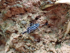 Ripipteryx rivularia