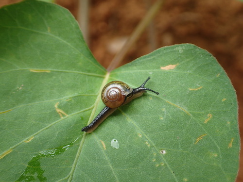 Jumping Snail