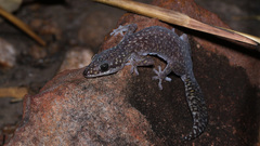 Oedura gemmata