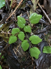 Vancouveria hexandra