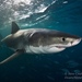 Great White Shark - Photo (c) stephencoutts, some rights reserved (CC BY-NC)