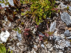 Xanthosia dissecta