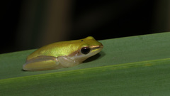Litoria bicolor