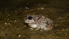 Platyplectrum spenceri