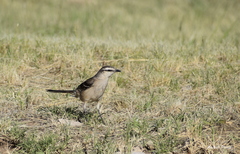 Mimus saturninus