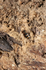 Pericalus