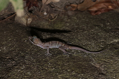 Cyrtodactylus tiomanensis