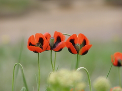 Papaver laevigatum