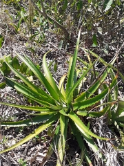 Encholirium