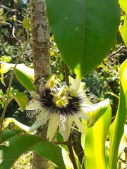 Passiflora edulis flavicarpa
