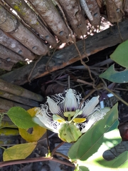 Passiflora edulis flavicarpa