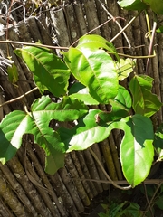 Passiflora edulis flavicarpa