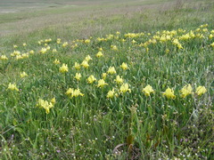 Iris pumila