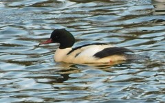 Mergus merganser