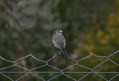 Motacilla alba