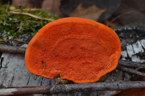 Northern Cinnabar Polypore
