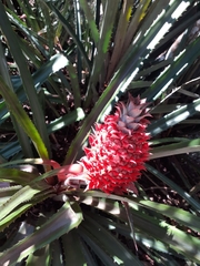 Ananas comosus bracteatus